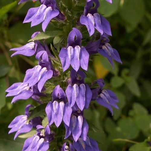 Lobelia siphilitica 'Blue Selection'