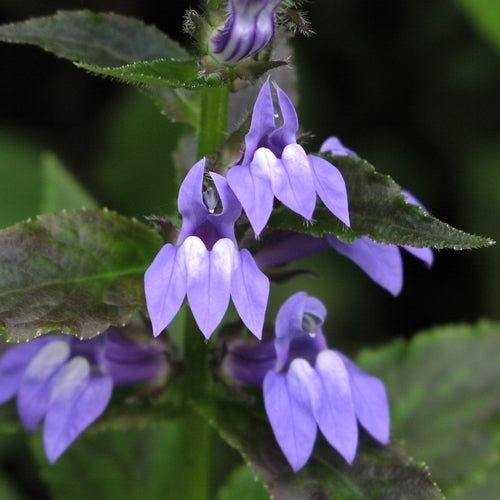 Lobelia siphilitica 'Blue Selection'