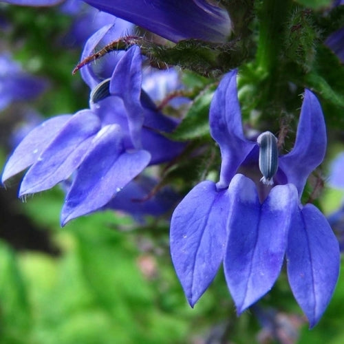 Lobelia siphilitica 'Blue Selection'