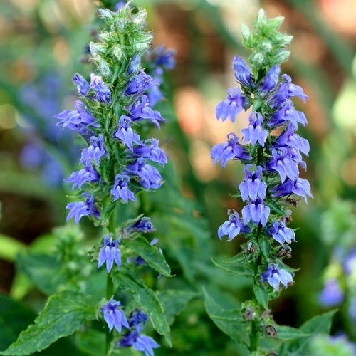 Lobelia siphilitica 'Blue Selection'