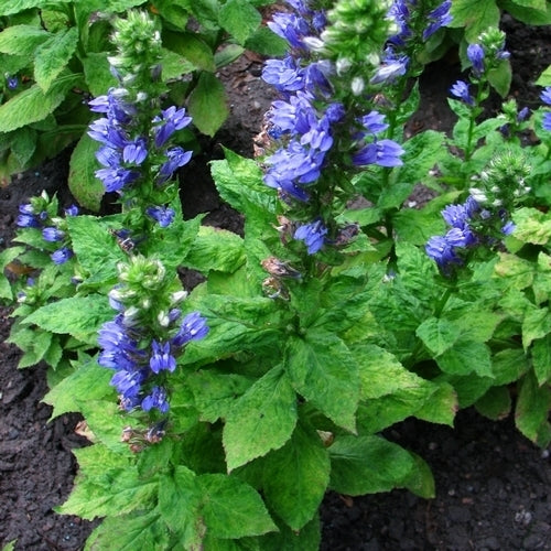 Lobelia siphilitica 'Blue Selection'