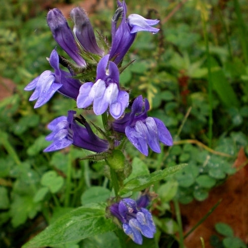 Lobelia siphilitica 'Blue Selection'