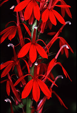 Lobelia x speciosa 'Kompliment Red' F1