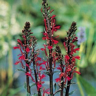 Lobelia x speciosa 'Kompliment Red' F1