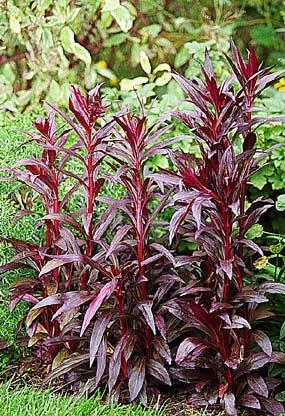 Lobelia x speciosa 'Kompliment Red' F1