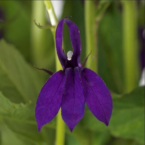 Lobelia x speciosa 'Starship Blue'