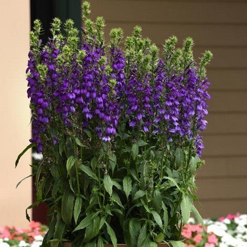 Lobelia x speciosa 'Starship Blue'