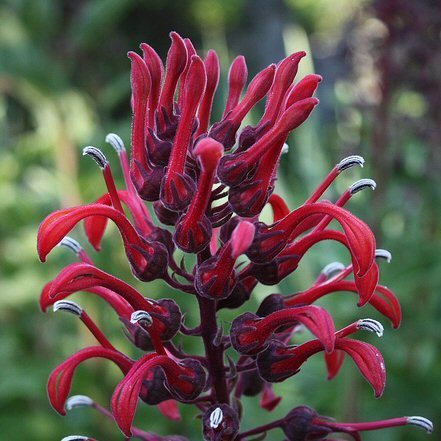 Lobelia tupa