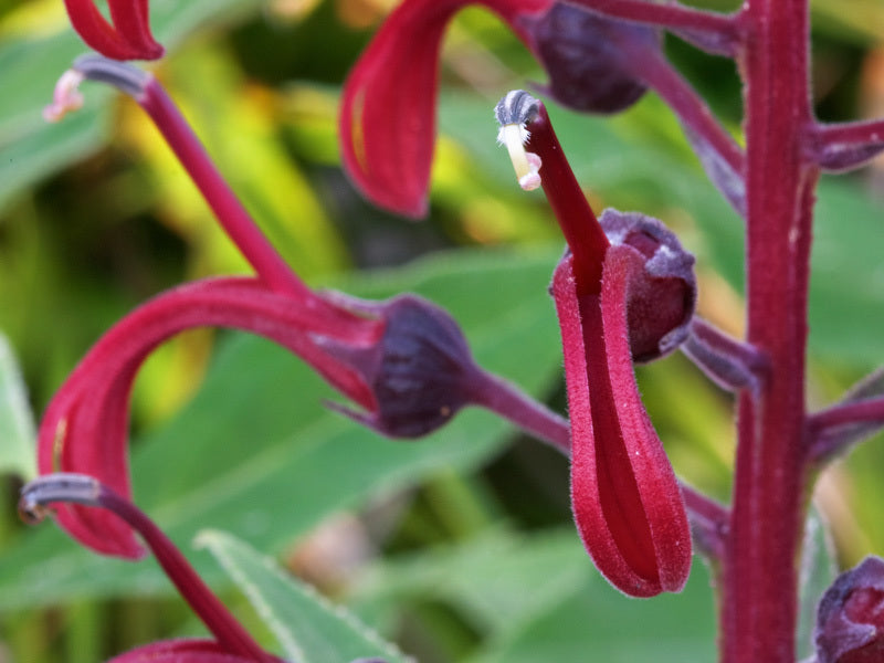 Lobelia tupa