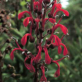 Lobelia tupa