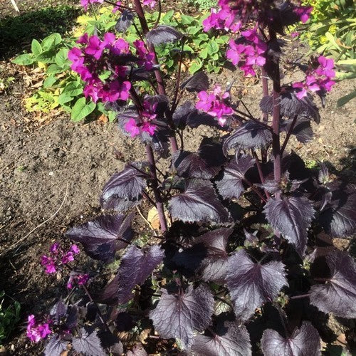 Lunaria annua 'Chedglow'