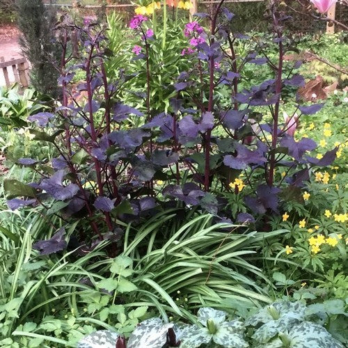 Lunaria annua 'Chedglow'