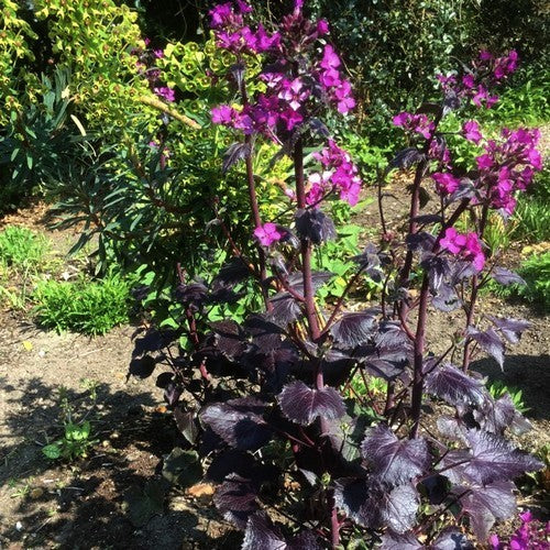 Lunaria annua 'Chedglow'