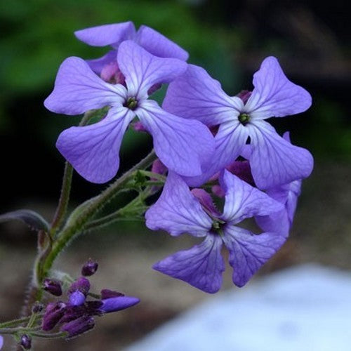 Lunaria annua 'Corfu Blue'