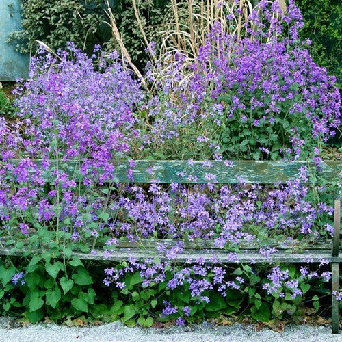 Lunaria annua 'Corfu Blue'