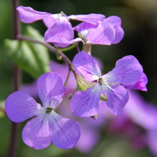 Lunaria annua 'Kastoria'