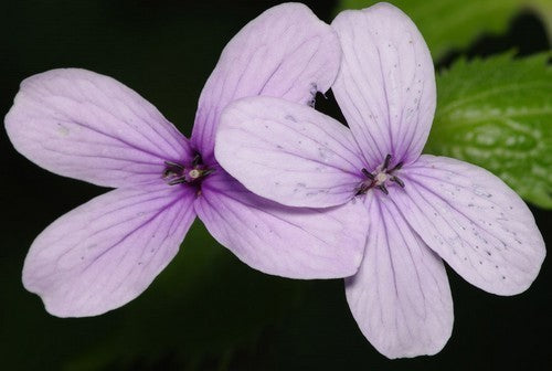 Lunaria annua 'Kastoria'
