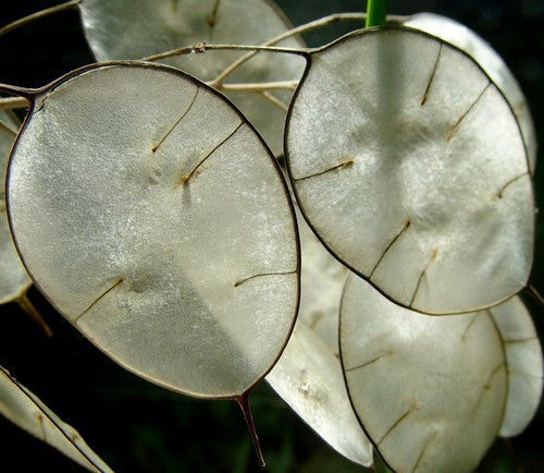 Lunaria annua 'Kastoria'