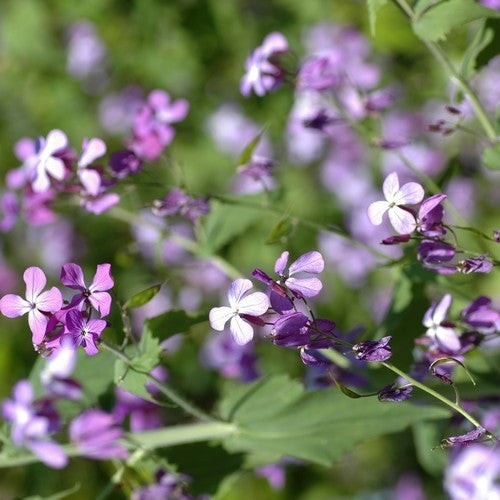 Lunaria annua 'Kastoria'