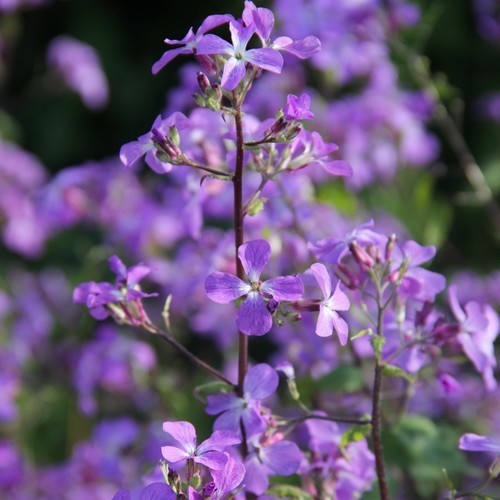 Lunaria annua 'Kastoria'
