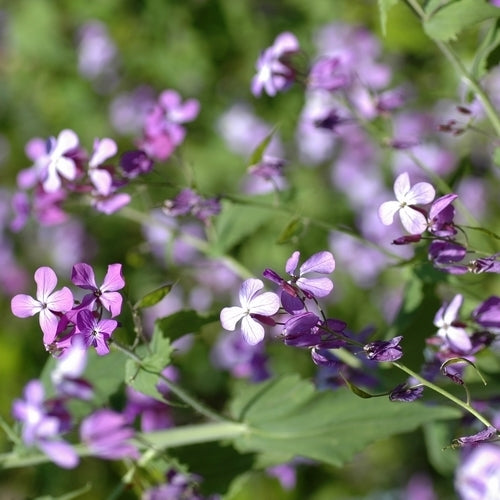 Lunaria annua 'Kastoria'