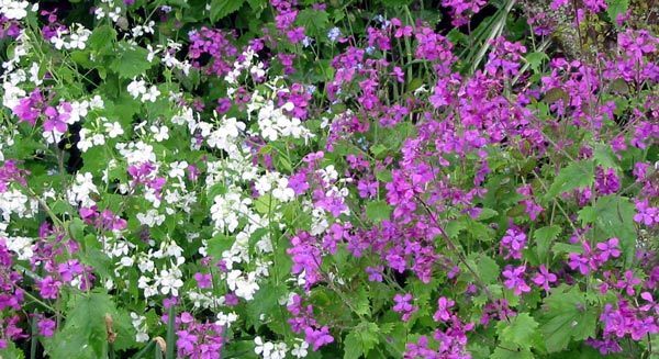 Lunaria annua 'Mixed'