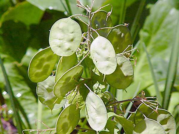 Lunaria annua 'Mixed'