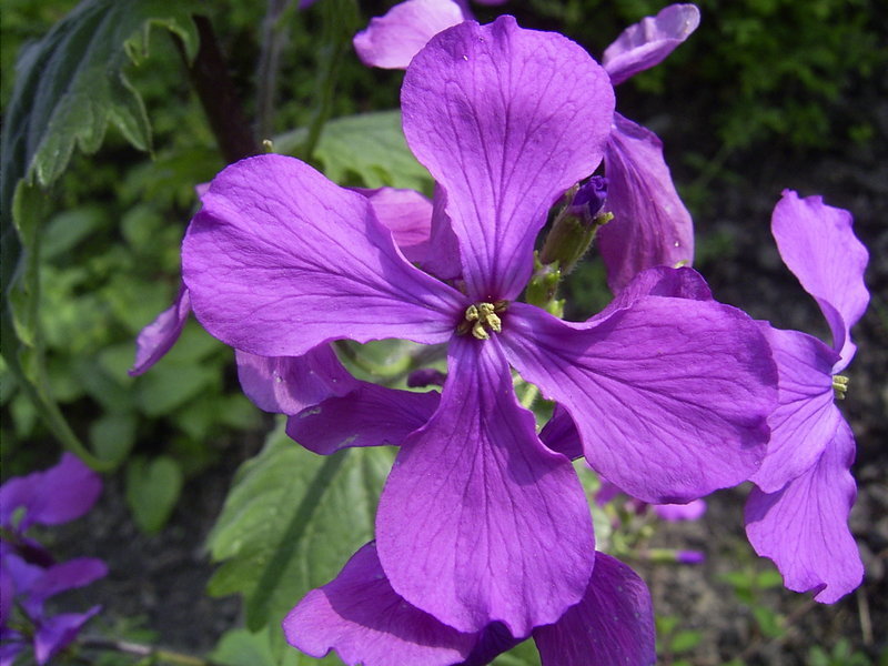 Lunaria annua 'Purperviolet'