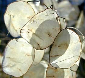 Lunaria annua 'Purperviolet'