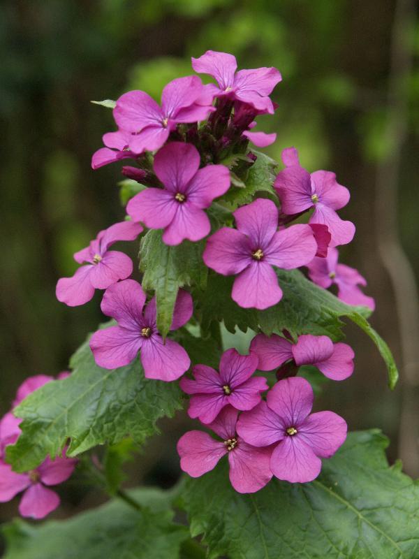 Lunaria annua 'Purperviolet'