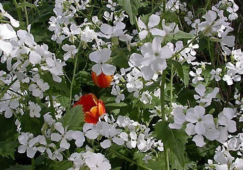 Lunaria annua 'Sissinghurst White'