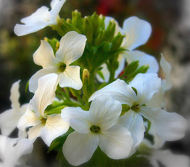 Lunaria annua 'Sissinghurst White'