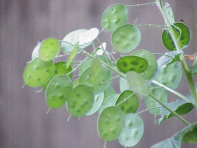Lunaria annua 'Sissinghurst White'