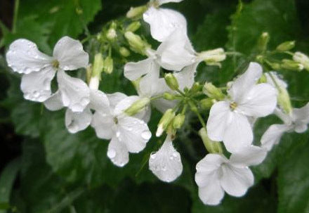 Lunaria annua 'Sissinghurst White'
