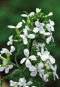 Lunaria annua 'Sissinghurst White'