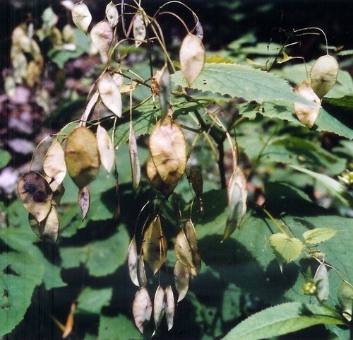 Lunaria rediviva