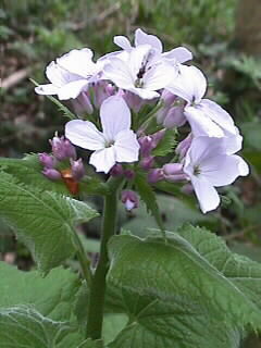 Lunaria rediviva