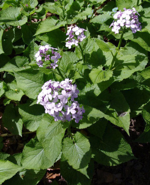 Lunaria rediviva