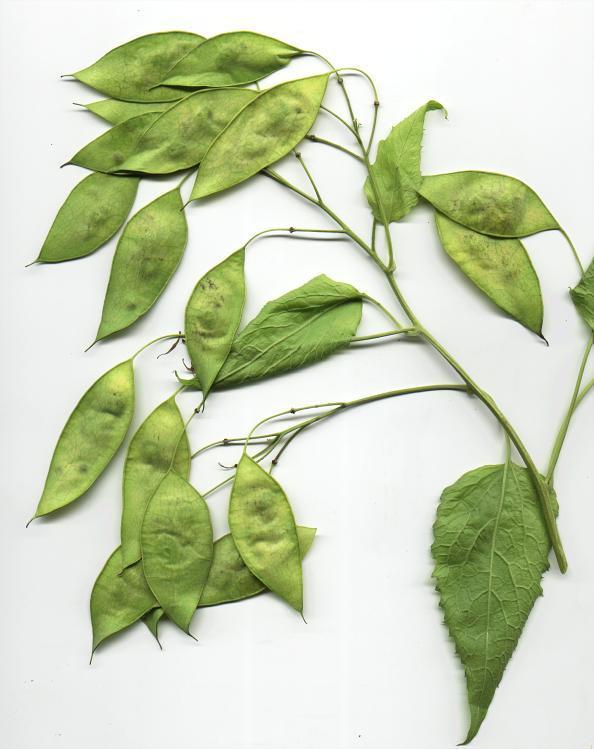 Lunaria rediviva