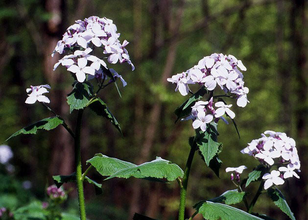 Lunaria rediviva