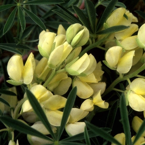 Lupinus arboreus 'Yellow'