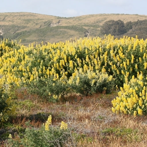 Lupinus arboreus 'Yellow'