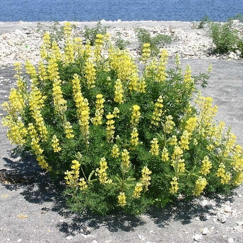 Lupinus arboreus 'Yellow'