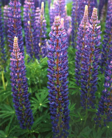 Lupinus polyphyllus 'Festival Blue'