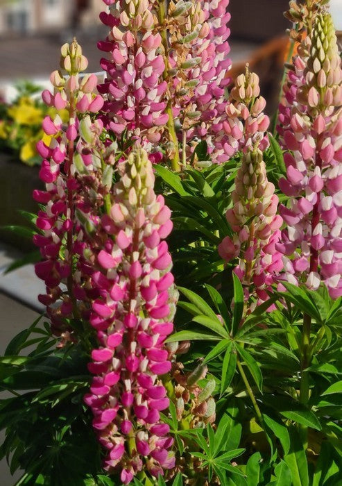 Lupinus polyphyllus 'Festival Rose'