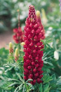 Lupinus polyphyllus 'Festival Scarlet'