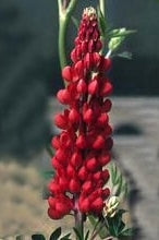 Lupinus polyphyllus 'Festival Scarlet'