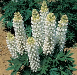 Lupinus polyphyllus 'Festival White'