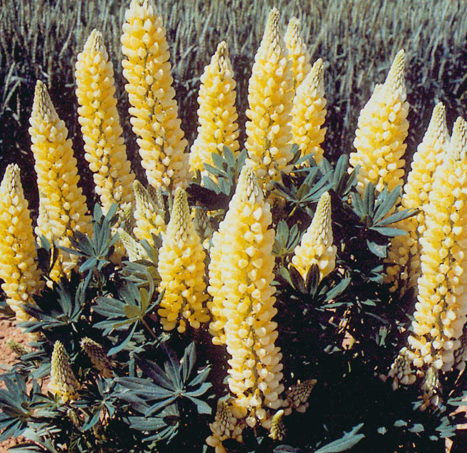 Lupinus polyphyllus 'Festival Yellow'