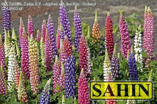Lupinus polyphyllus 'Festival Mixed' / 'Minarette Mixed'